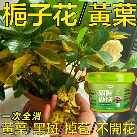 魚擋煞 梔子花肥料推薦